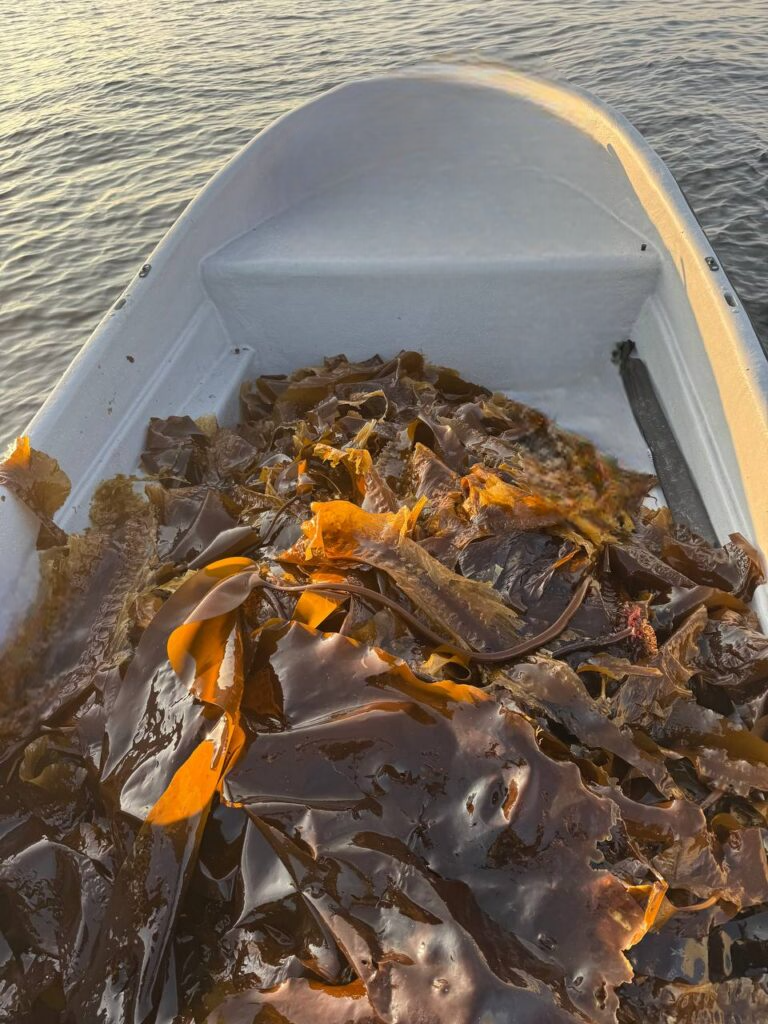 Свежая ламинария в лодке после сбора в Белом море